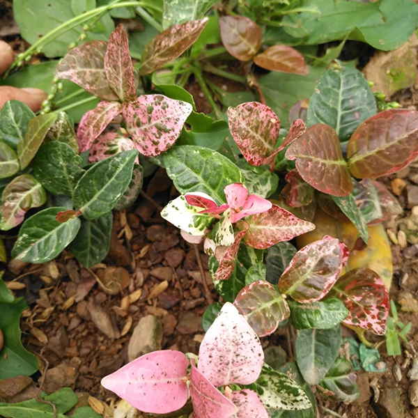 花叶络石